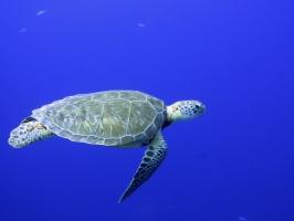 2 Green Sea Turtle IMG 3620